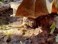 Halictidae
