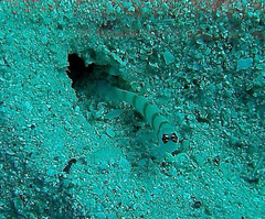 Amblyeleotris steinitzi