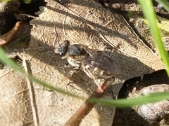 Halictidae