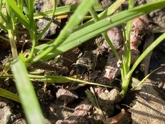 Halictidae
