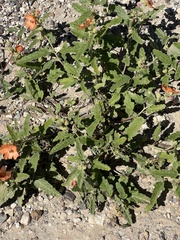 Sphaeralcea hastulata