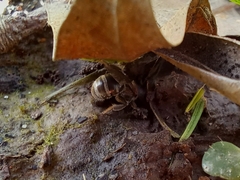 Halictidae