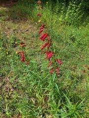 Penstemon barbatus