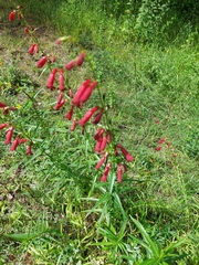 Penstemon barbatus