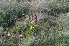 Himantoglossum robertianum