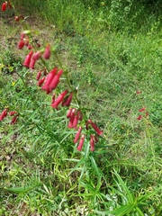Penstemon barbatus