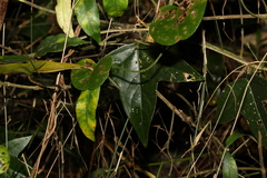 Passiflora suberosa