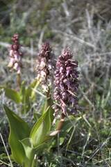 Himantoglossum robertianum