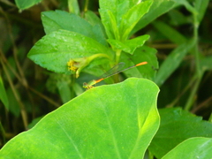 Ceriagrion cerinorubellum