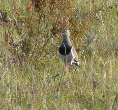Vanellus melanopterus