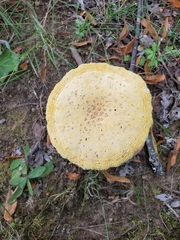 Amanita