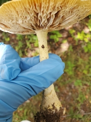 Amanita