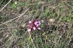 Anacamptis papilionacea