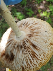 Amanita