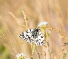 Melanargia russiae