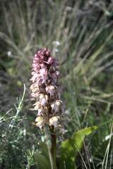 Himantoglossum robertianum