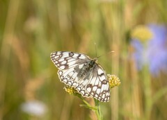 Melanargia russiae