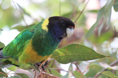 Barnardius zonarius