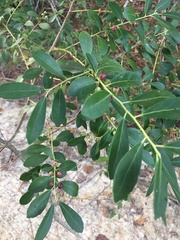 Ilex glabra