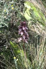 Himantoglossum robertianum