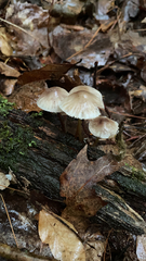 Mycena galericulata