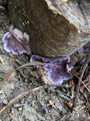 Chondrostereum purpureum