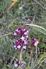 Anacamptis papilionacea
