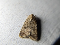 Caradrina clavipalpis