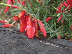 Stenanthera conostephioides
