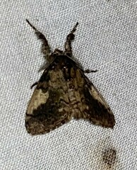 Dasychira meridionalis