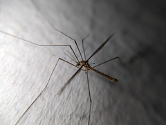 Tipula furca