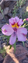 Alstroemeria philippii