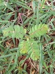 Phyllanthus niruri