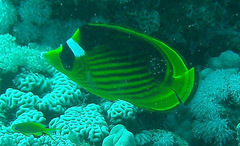 Chaetodon fasciatus