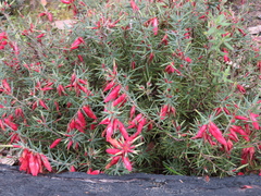 Stenanthera conostephioides