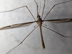 Tipula furca