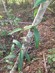 Gelsemium sempervirens