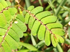Phyllanthus niruri