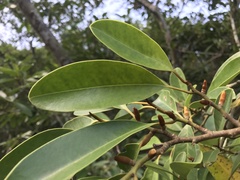 Magnolia compressa