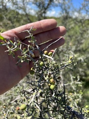 Sarcomphalus obtusifolius