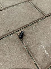 Periplaneta japonica