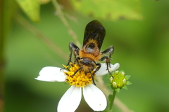 Phalerimeris phalerata