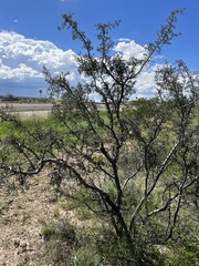 Sarcomphalus obtusifolius