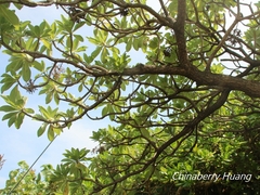 Heliotropium arboreum