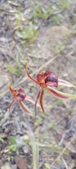 Caladenia cardiochila