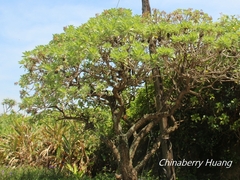Heliotropium arboreum