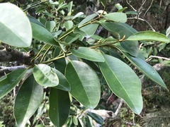 Magnolia compressa