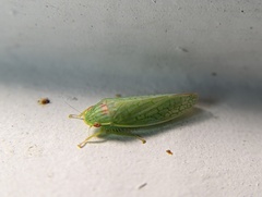 Gyponana