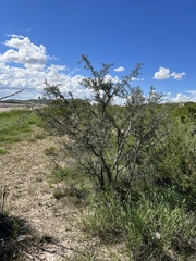 Sarcomphalus obtusifolius