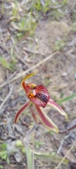 Caladenia cardiochila